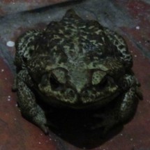 Huge toad on the way to the restrooms